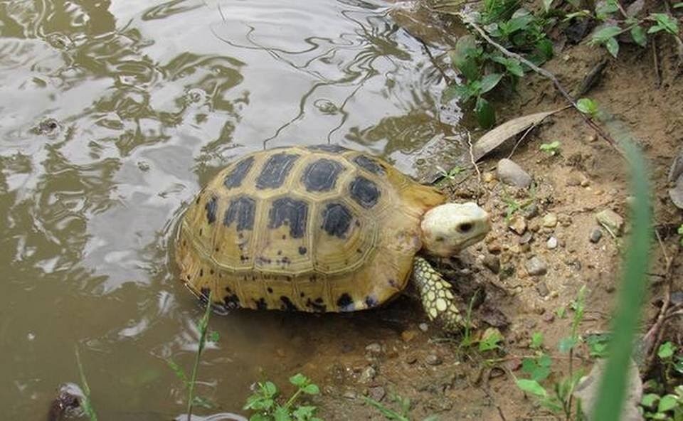 Sal Forest Tortoise